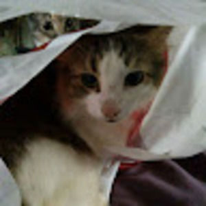 Meet your Posher, Lacy